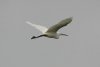Little Egret at Fleet Head (Steve Arlow) (28171 bytes)